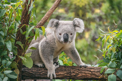 Please Help us Save the Koalas!