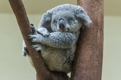Not Just a Cute Face: Koalas are More Interesting Than You Think
